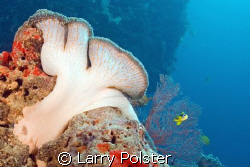 Sponge or soft coral ? Fiji waters, D70, Sigma 14 by Larry Polster 